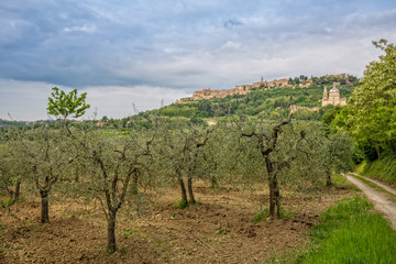 Fototapeta na wymiar View of the medieval village of Montepulciano. Olive plantation at the foot of the hilltop village Montepulciano, overlooking the church Madonna di San Biagio in Tuscany, Italy