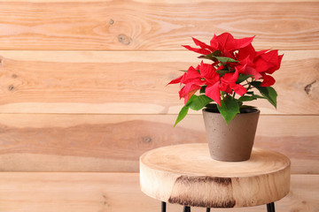Christmas flower poinsettia on wooden table