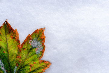 bright autumn green leaf with orange edges lies on clean white snow