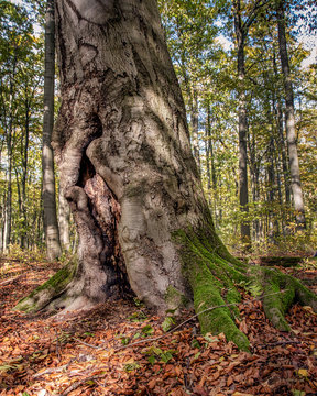 Waldgeist 