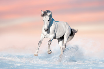 Beautiful  horse run gallop in snow field against sunset sky