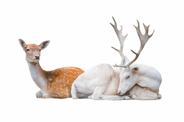 Two deer lay  isolated on white background