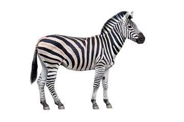 Deurstickers Zebra Zebra geïsoleerd op witte achtergrond