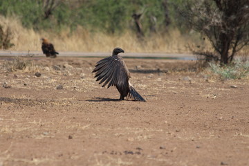 Vulture in Africa