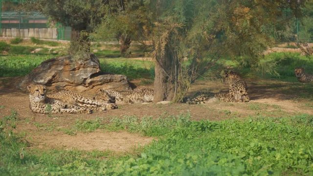 Gepard resting in the national park. Acinonyx jubatus.