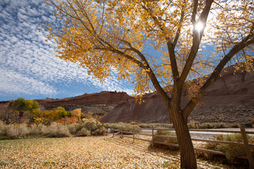 Beautiful cottonwood trees having yellow leaves as the season changes