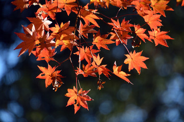 逆光に輝く真っ赤に紅葉したカエデの葉