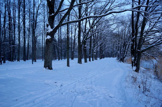 Snowy road and ski track in the park with bare trees on the sides