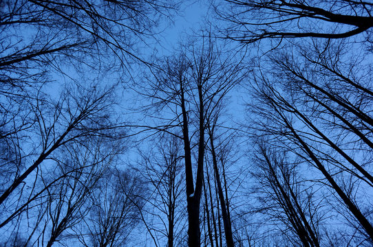 Bare trees view up against a blue sky