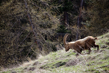 Bouquetins à la période de la mue au printemps