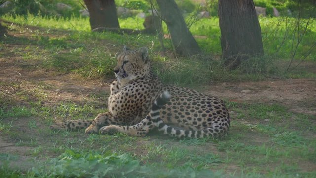 Gepard resting in the national park. Acinonyx jubatus.