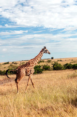 Naklejka na ściany i meble Giraffes in the jungle of Kenya in Africa