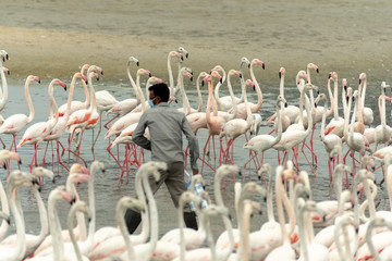 Naklejka premium Flamingoes in Ras Al Khor Wildlife Sanctuary, Ramsar Site, Flamingo hide2, Dubai, United Arab Emirates