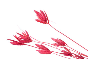 Dry color grass flower for interior decoration isolated on white background