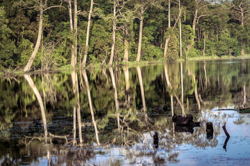 romantic landscape with reflections in the lake in angkor wat