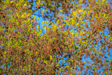 Autumn flower of Alder