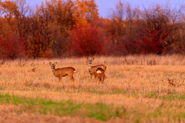 Buck deer with roe-deer in the wild