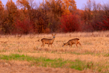 Buck deer with roe-deer in the wild