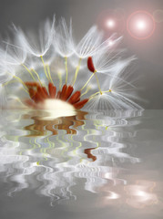 TARAXACUM O DIENTE DE LEÓN CON REFLEJOS EN EL AGUA