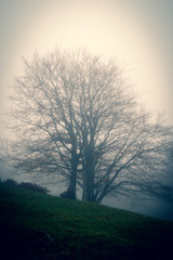 Fototapeta na wymiar A defoliated beech on a foggy and gloomy autumn day. Matese mounts, Campania, Europe, Italy