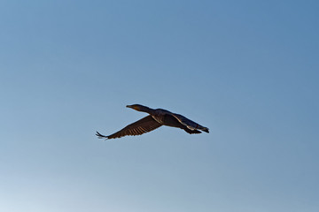 Cormoran en vol