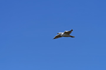 Mouette en vol