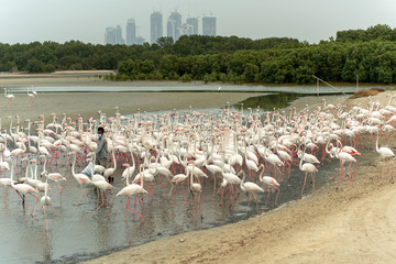 Fototapeta premium Flamingoes in Ras Al Khor Wildlife Sanctuary, Ramsar Site, Flamingo hide2, Dubai, United Arab Emirates