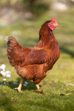 Poule fermi&egrave;re rousse dans l'herbe