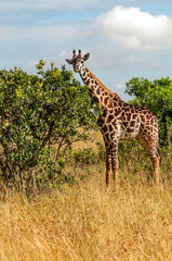 Giraffes in the jungle of Kenya in Africa