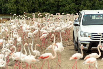 Flamingoes in Ras Al Khor Wildlife Sanctuary, Ramsar Site, Flamingo hide2, Dubai, United Arab Emirates