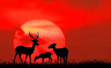 silhouette   deer on meadow   during sunrise