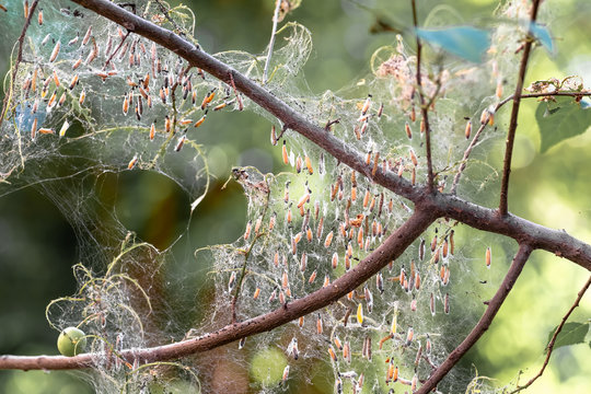 Colony of moth larvae closeup in the web on tree
