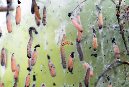Colony of moth larvae closeup in the web on tree