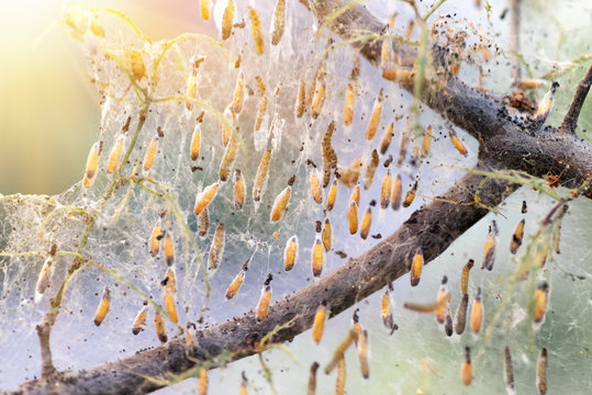 Colony of moth larvae closeup in the web on tree