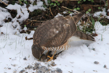Sperber, männlich, Beute, geschlagen, Winter