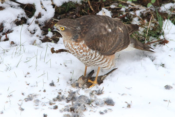 Sperber, männlich, Beute, geschlagen, Winter