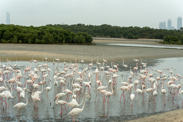 Fototapeta premium Flamingoes in Ras Al Khor Wildlife Sanctuary, Ramsar Site, Flamingo hide2, Dubai, United Arab Emirates