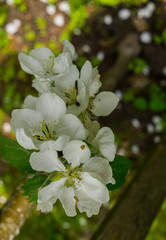 Flowers of apple on a branch against a blue sky.Early spring