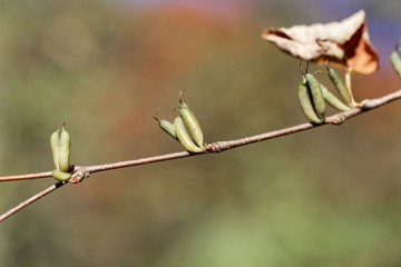 Fruits of a Katsura tree (Cercidiphyllum japonicum)