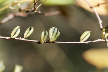 Fruits of a Katsura tree (Cercidiphyllum japonicum)