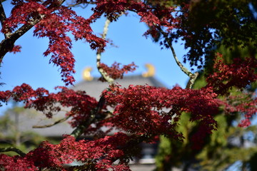 日本の奈良の紅葉