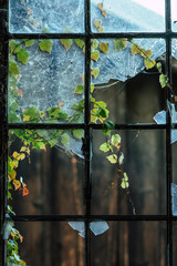 Old window with broken glass and overgrown with herbs
