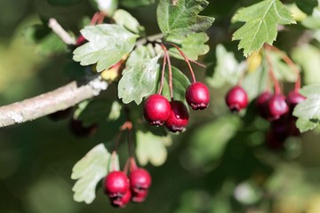 Berries of a common hawthorn (Crataegus monogyna)