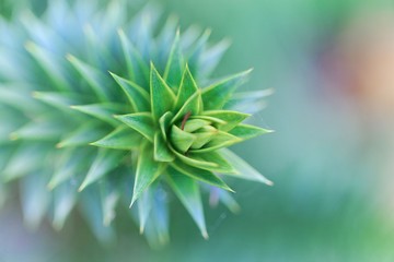 Fototapeta premium Leaves of a monkey puzzle tree (Araucaria araucana)