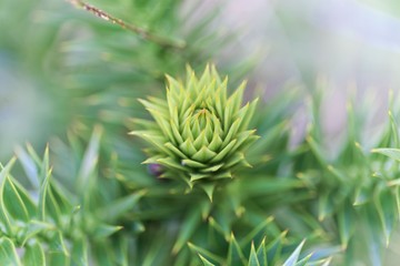 Leaves of a monkey puzzle tree (Araucaria araucana)