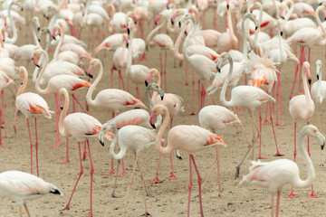 Flamingoes in Ras Al Khor Wildlife Sanctuary, Ramsar Site, Flamingo hide2, Dubai, United Arab Emirates