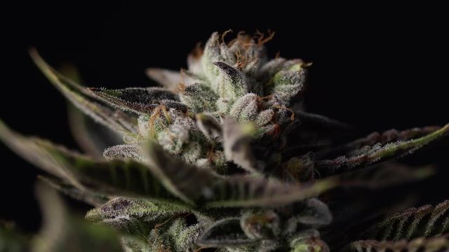 Detailed Marijuana Bud with Shallow Focus in Dark Studio Lighting