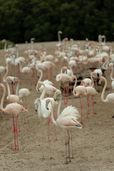 Flamingoes in Ras Al Khor Wildlife Sanctuary, Ramsar Site, Flamingo hide2, Dubai, United Arab Emirates