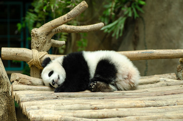 Giant panda bear sleeping on a wooden bench