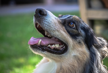 Collie Hund